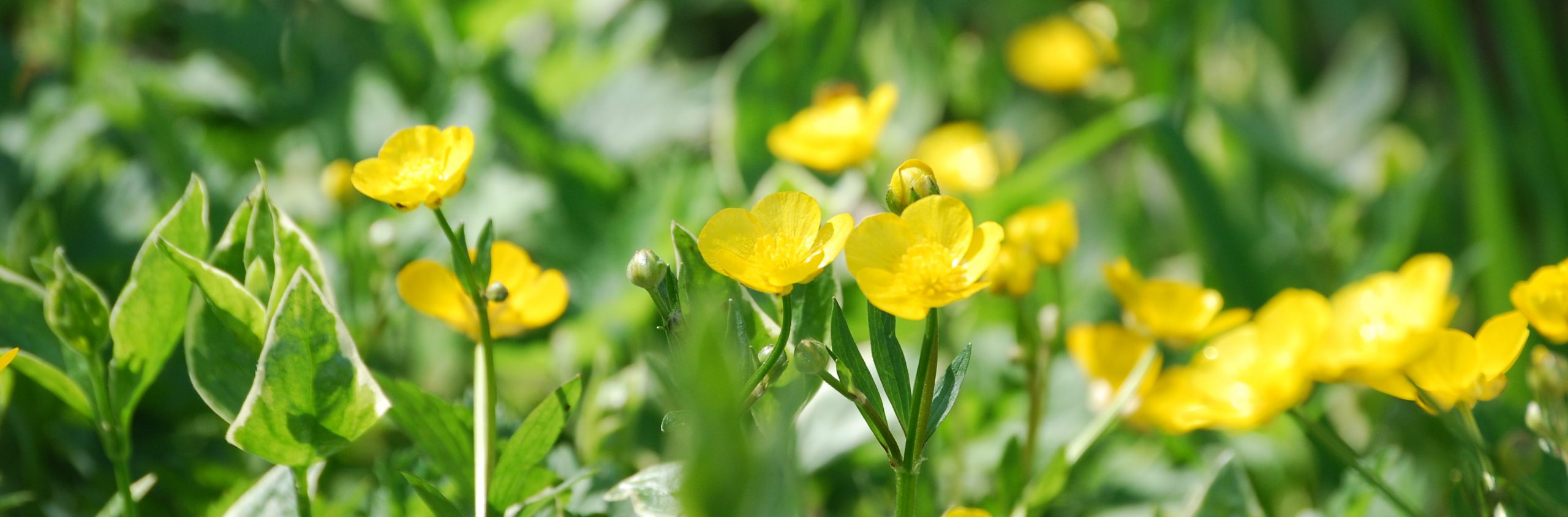 Life of yellow flowers